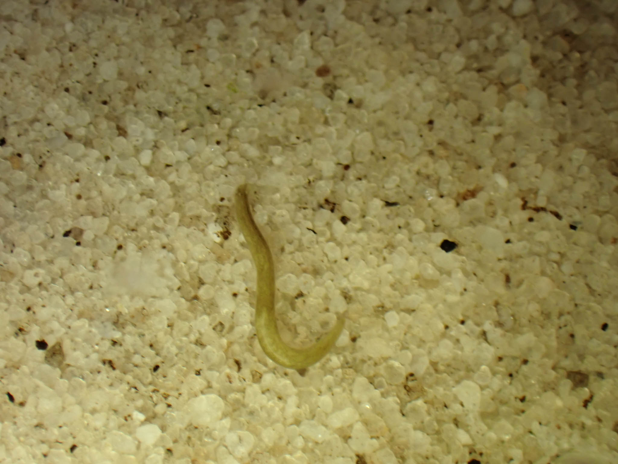 Flatworm light brown.jpg