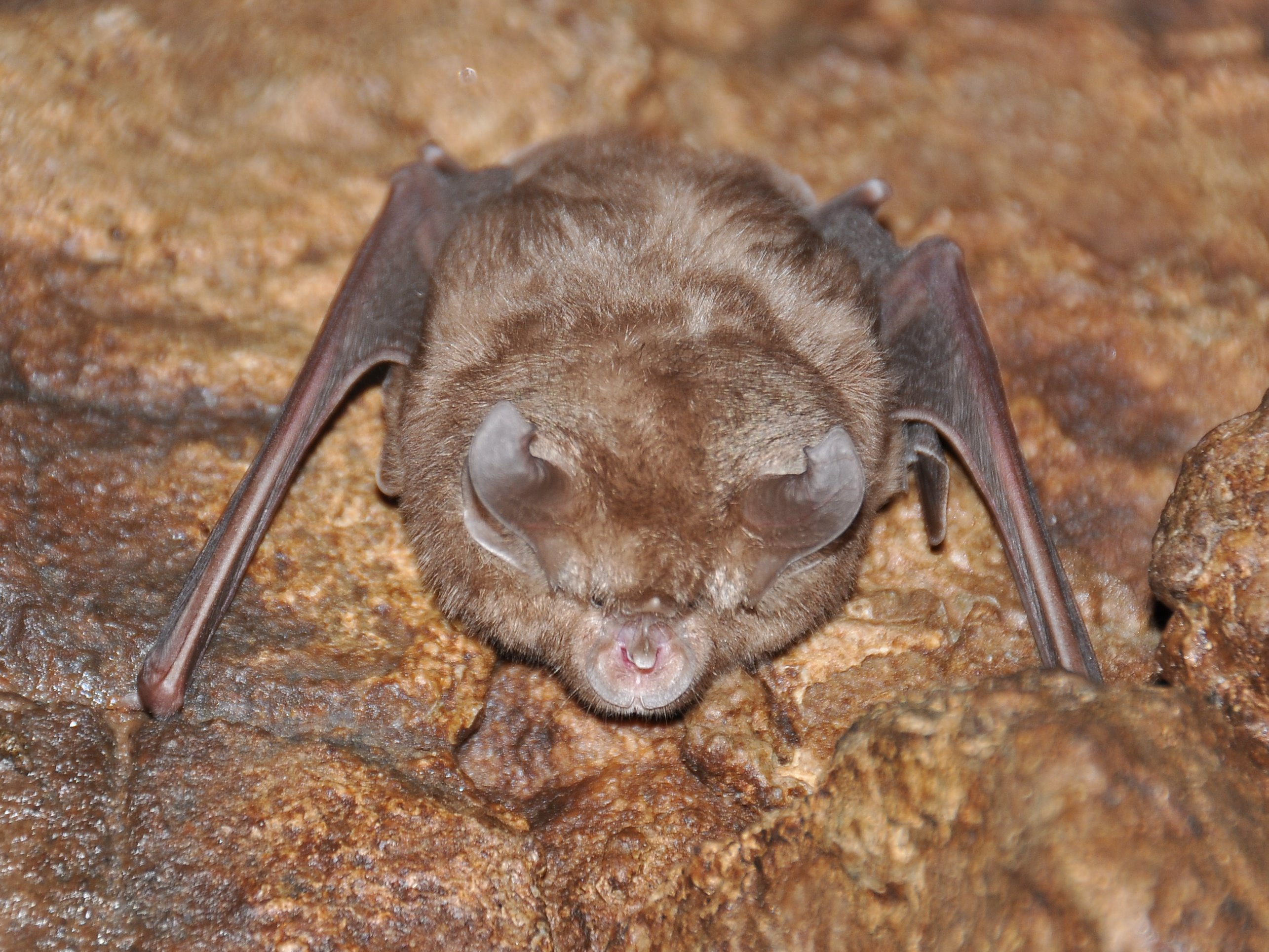 Rhinolophus bat
