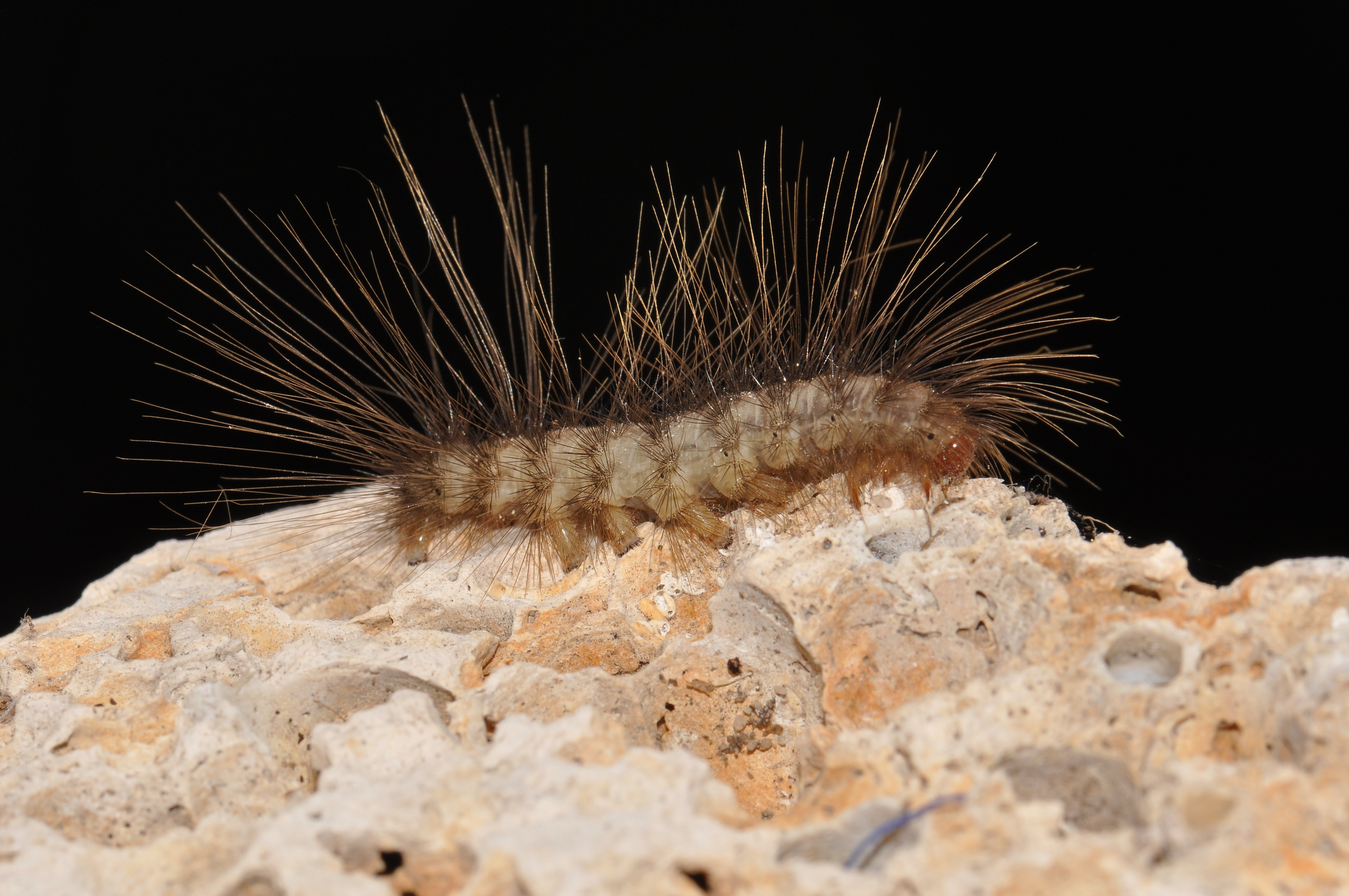 Moth or caterpillar specimen