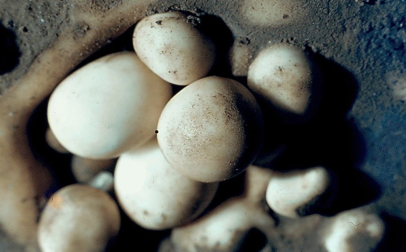 057a Cave Pearls   Efflux