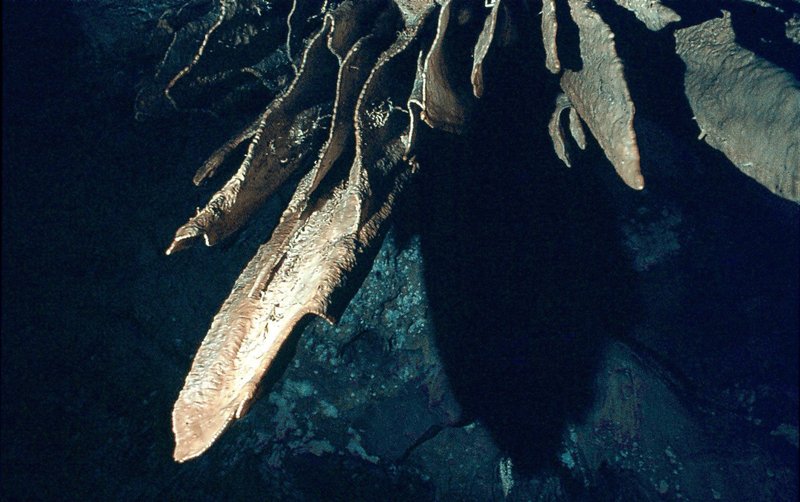 Bacon slices   Efflux