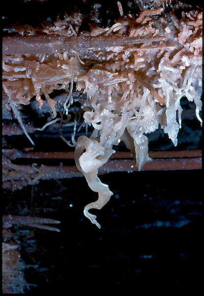 helictites Cango 3 September 1978