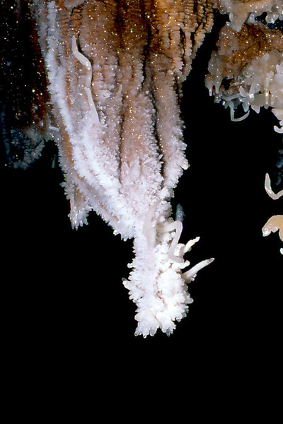 Cango 3 Easterscan0008