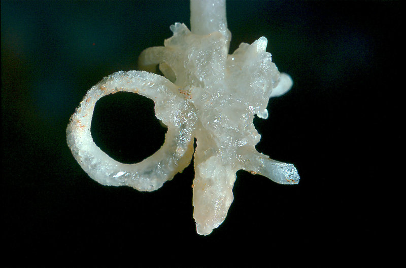 Aladdin's overhang Cango 3 Easter 1980 6