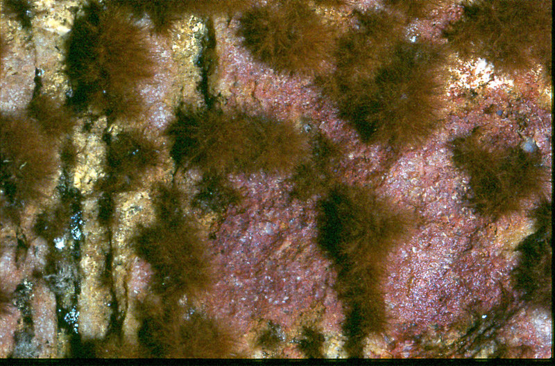 Table Mountain cave entrance orange Lichen