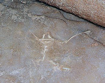 Cango2 Calcified bat skeleton