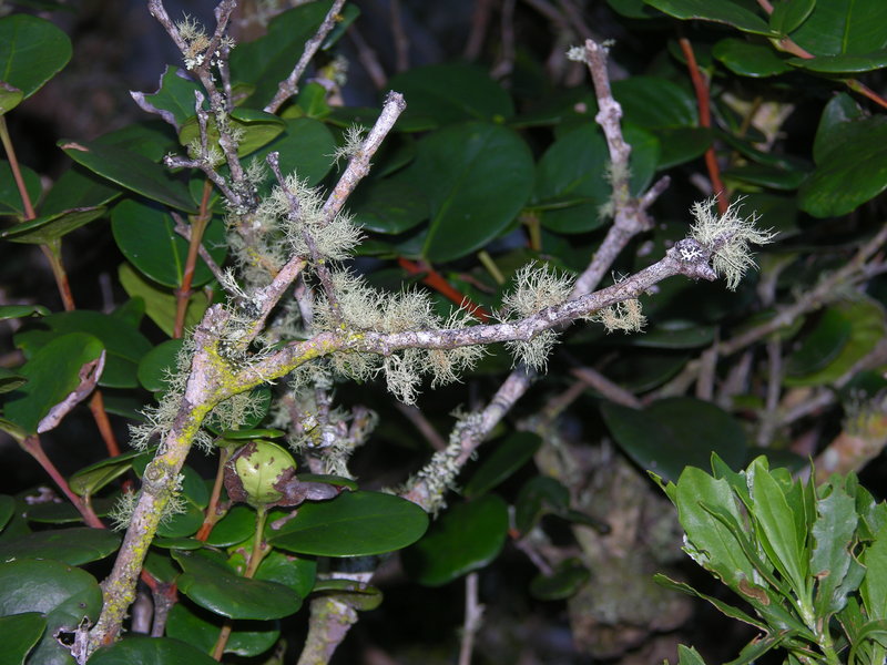 Clovelly Cave rescue practice in progress DSCN5307