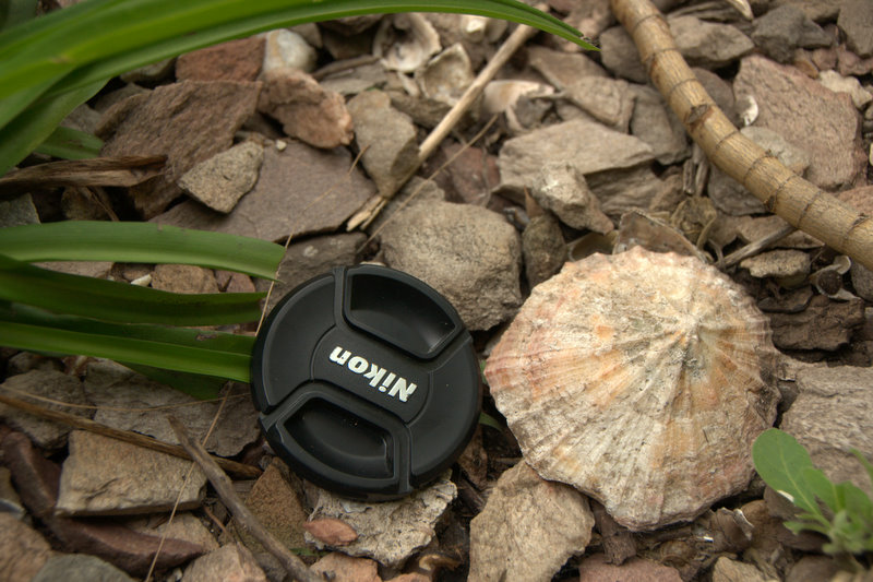 Whitchers Cave large shells in midden DSC 6788